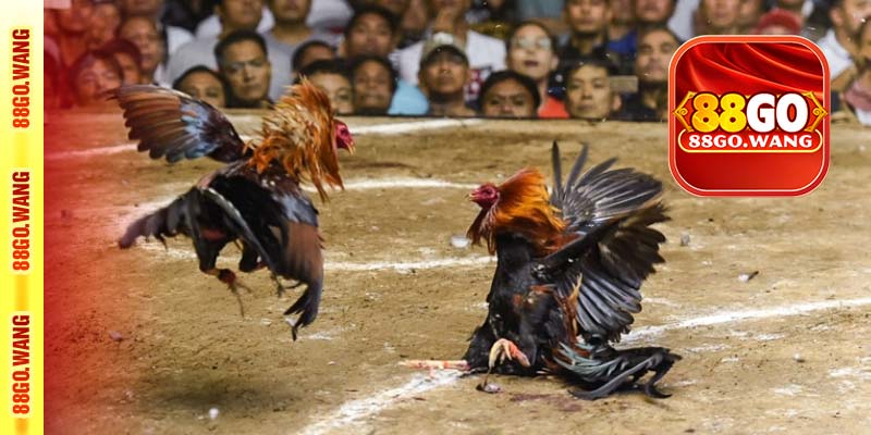Đá gà 88go đỉnh cao, theo dõi trận đấu hấp dẫn